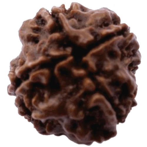 4 Mukhi Rudraksha